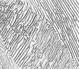 パーライト組織の電子顕微鏡写真例