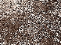 パーライト組織の例