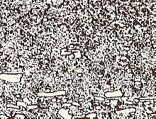 SLDの顕微鏡写真