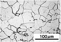 スケールを写し込んだ顕微鏡写真例